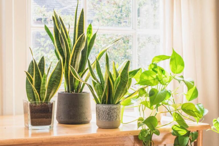 Essential Indoor Plant Care Hacks: How to Keep Your Plants Healthy and Vibrant Year-Round